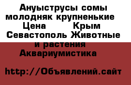 Ануыструсы сомы молодняк крупненькие › Цена ­ 50 - Крым, Севастополь Животные и растения » Аквариумистика   
